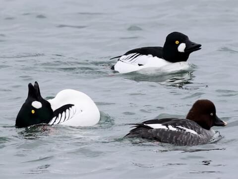 Barrow's Goldeneye - eBird