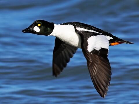 Common Goldeneye Identification, All About Birds, Cornell Lab of Ornithology