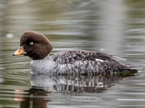 Barrow's Goldeneye Identification, All About Birds, Cornell Lab of  Ornithology