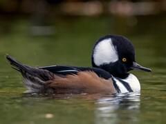 Hooded Merganser Overview, All About Birds, Cornell Lab of Ornithology