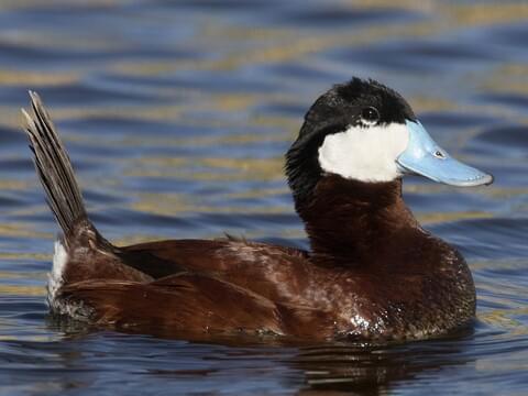 Ruddy Duck Identification, All About Birds, Cornell Lab of Ornithology