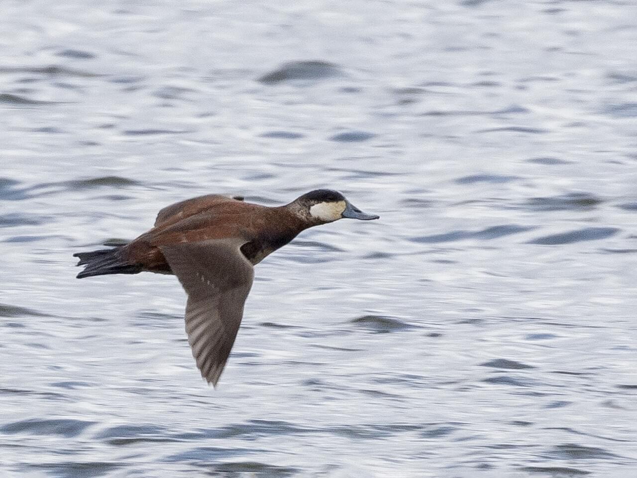 Photos And Videos For Ruddy Duck All About Birds Cornell Lab Of 