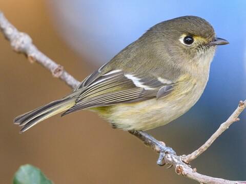 Hutton's Vireo Adult