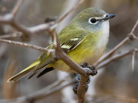 Cassin's Vireo Adult
