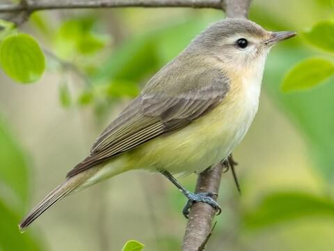 Warbling Vireo Identification, All About Birds, Cornell Lab of Ornithology