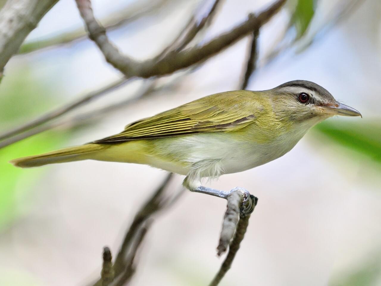 florida bird watching tours