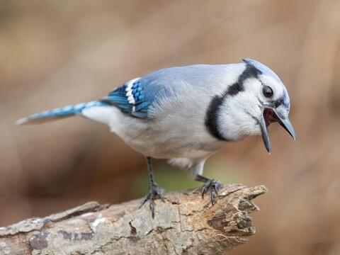 Blue Jay Identification, All About Birds, Cornell Lab of Ornithology