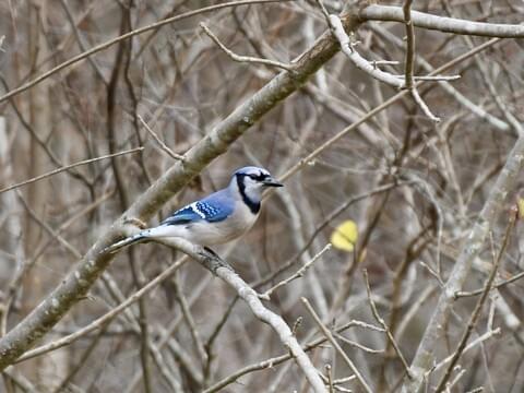 Blue Jay Identification, All About Birds, Cornell Lab of Ornithology