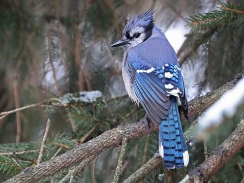 bluejay in flight  Blue jay bird, Beautiful birds, Blue jay