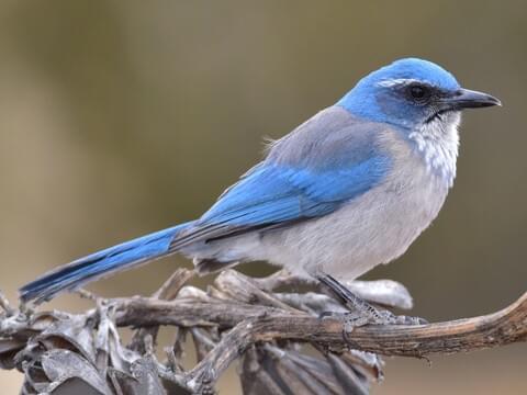 Woodhouse's Scrub-Jay Adult (Woodhouse's)