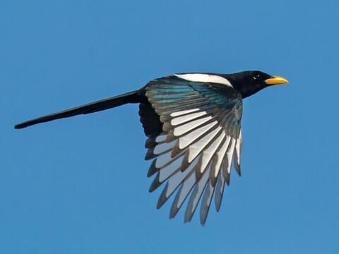 Yellow-Billed Magpie Identification, All About Birds, Cornell Lab Of  Ornithology