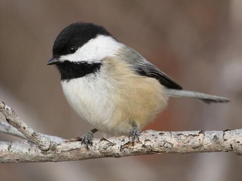 Black-capped Chickadee Identification, All About Birds, Cornell Lab of Ornithology