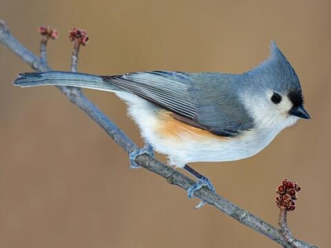 Tufted Titmice: Cute Birds That Visit Bird Feeders in the Eastern United States