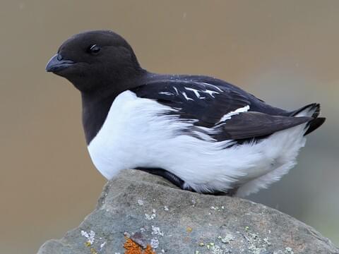 Photos and Videos for Dovekie, All About Birds, Cornell Lab of