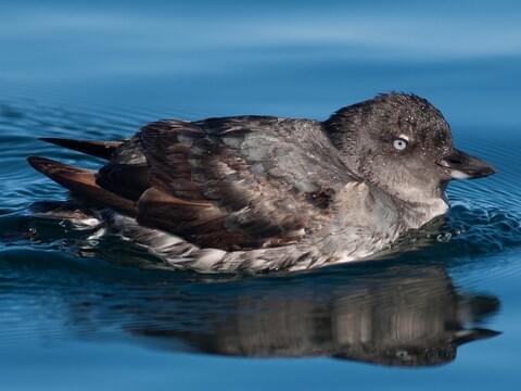 Cassin's Auklet Adult