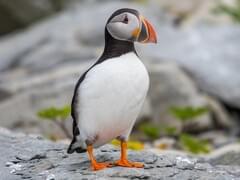 Atlantic Puffin Overview, All About Birds, Cornell Lab of Ornithology