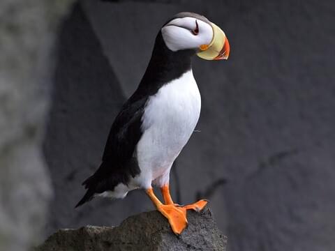 Horned Puffin