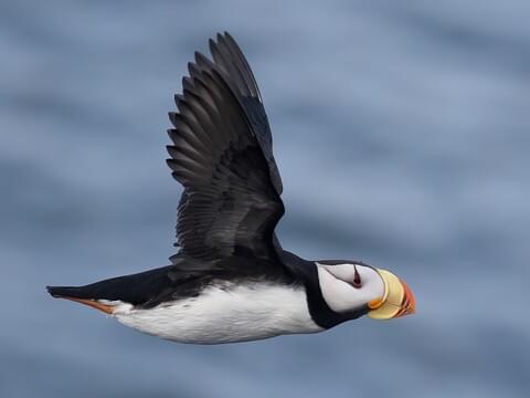 Horned and tufted puffin photos from Alaska's coast.