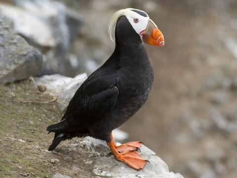 Tufted Puffin Breeding adult