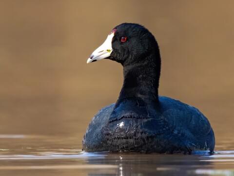 American Coot Identification All About Birds Cornell Lab of Ornithology