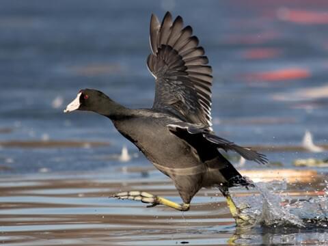 American Coot Identification, All About Cornell Ornithology