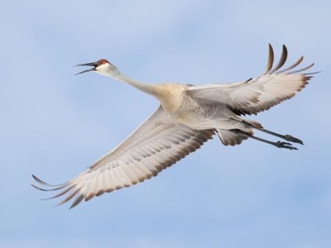 Sandhill Crane Identification, All About Birds, Cornell Lab of Ornithology