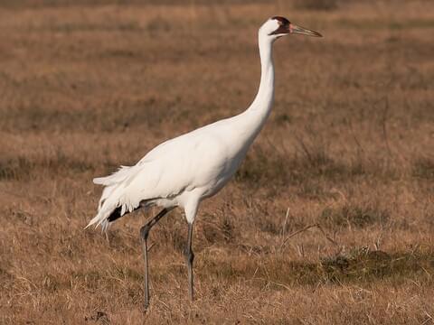 Whooping Crane Identification, All About Birds, Cornell Lab of Ornithology