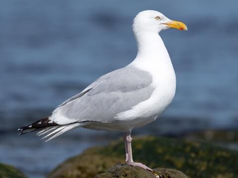 Herring Gull