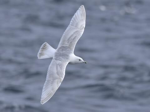 Iceland Gull Identification, All About Birds, Cornell Lab of