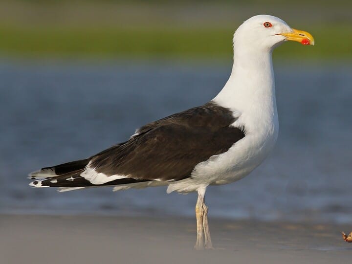 An image of a Great Back-Backed Gull standing on a beach