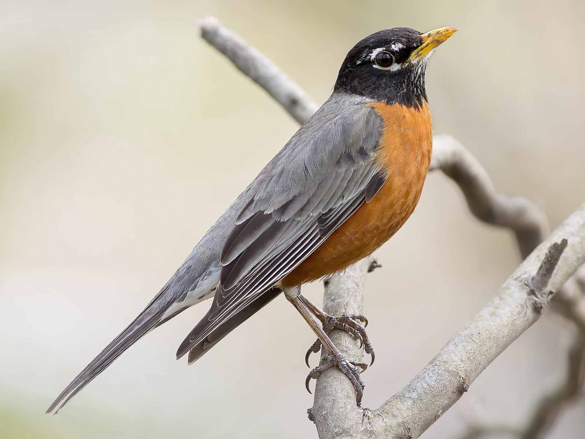 American Robin Celebrate Urban Birds