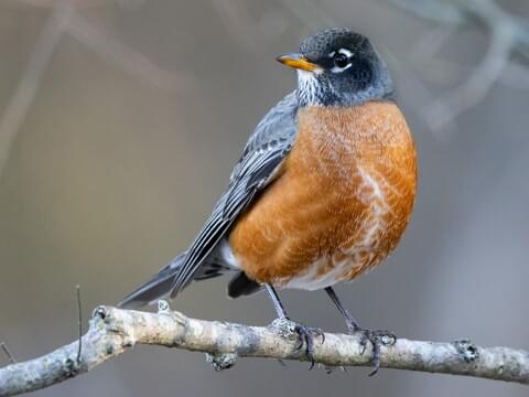 American Robin Identification, All About Birds, Cornell Lab of Ornithology