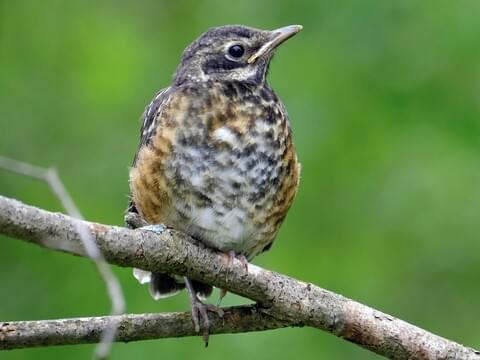 American Robin Identification, All About Birds, Cornell Lab of