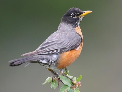 Robin Bird Facts - A-Z Animals