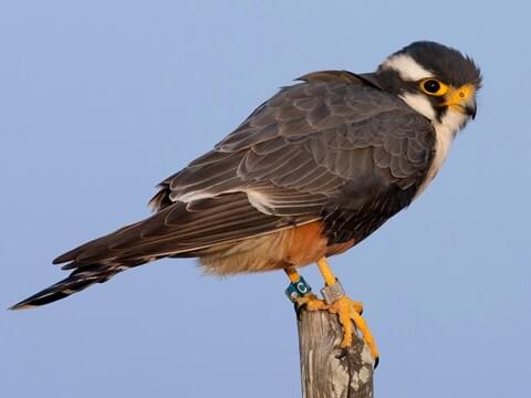 Aplomado Falcon Adult