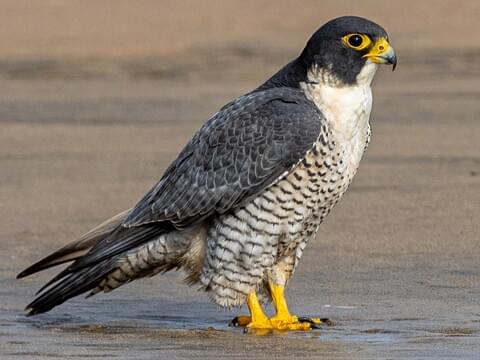 all about peregrine falcons