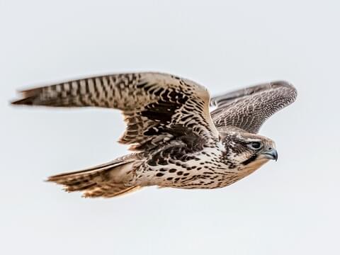 Prairie Falcon – Sonoran Images