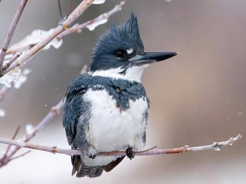 Belted Kingfisher Identification, All About Birds, Cornell Lab of  Ornithology