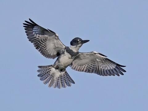Belted Kingfisher Identification, All About Birds, Cornell Lab of