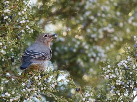 Townsend's Solitaire Identification, All About Birds, Cornell Lab