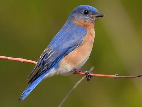 Eastern Bluebird Identification, All About Birds, Cornell Lab of Ornithology