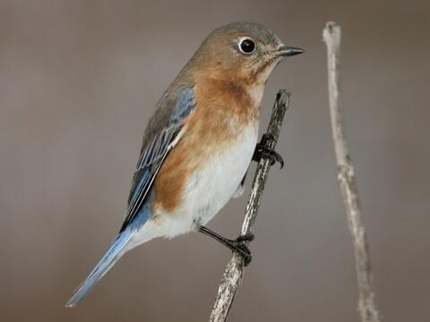 American Robin Identification, All About Birds, Cornell Lab of Ornithology