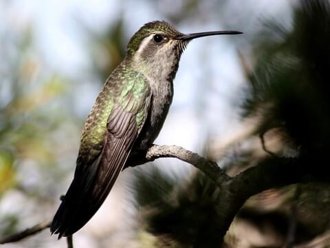 Blue-throated Mountain-gem Identification, All About Birds