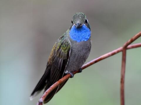 Blue-throated Mountain-gem Identification, All About Birds