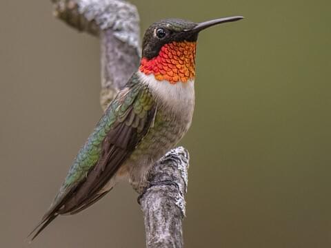 Is a Ruby Throated Hummingbird Rare 