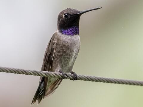 Black-chinned Hummingbird Adult male