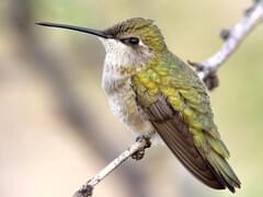 Black-chinned Hummingbird Overview, All About Birds, Cornell Lab