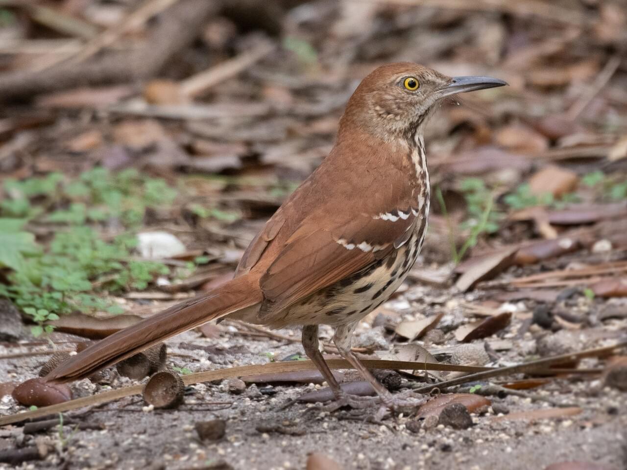 black thrasher bird