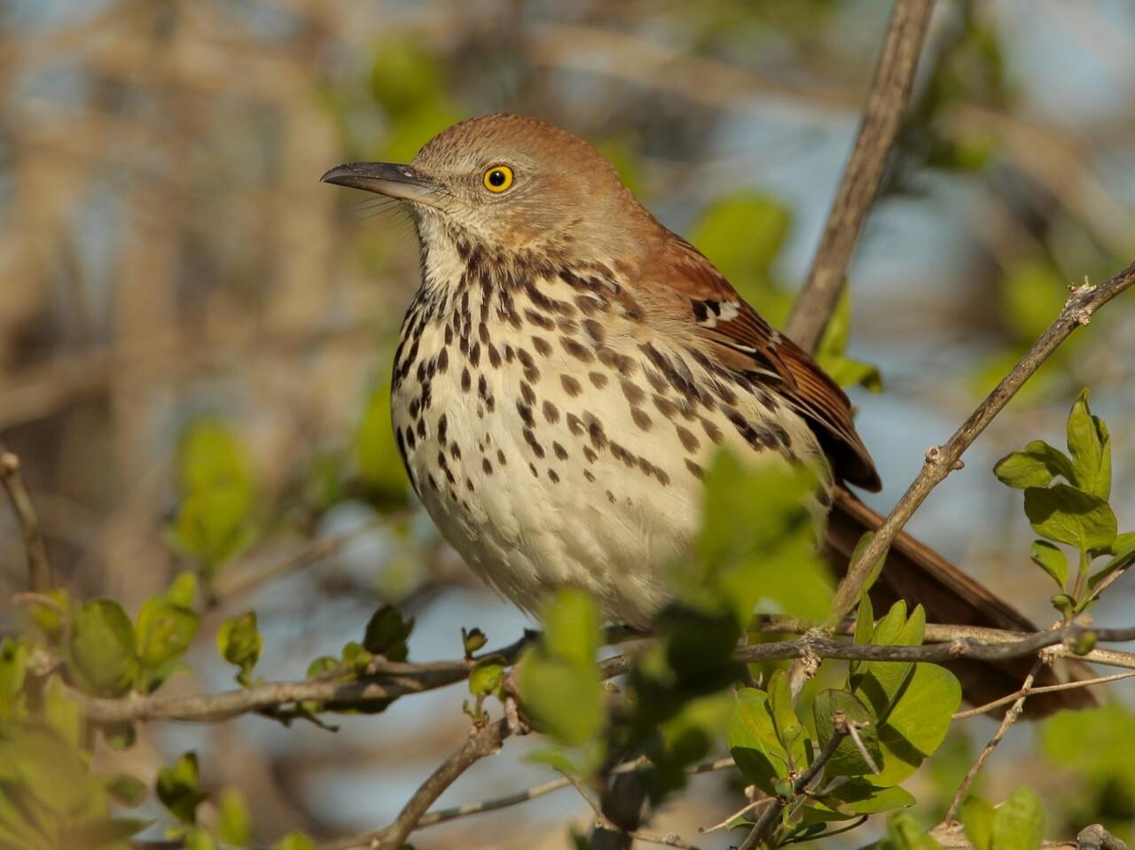 black thrasher bird