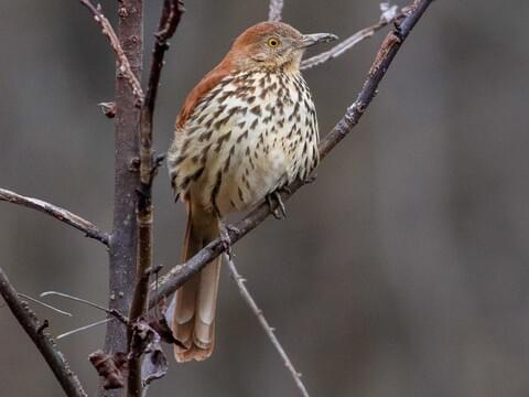 Brown Thrasher Identification, All About Birds, Cornell Lab of 